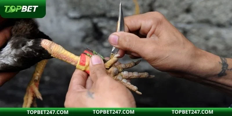 Đá gà cựa sắt là loại hình cá cược được yêu thích