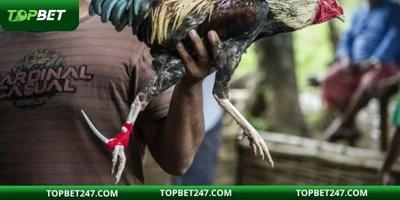 đá gà cựa sắt