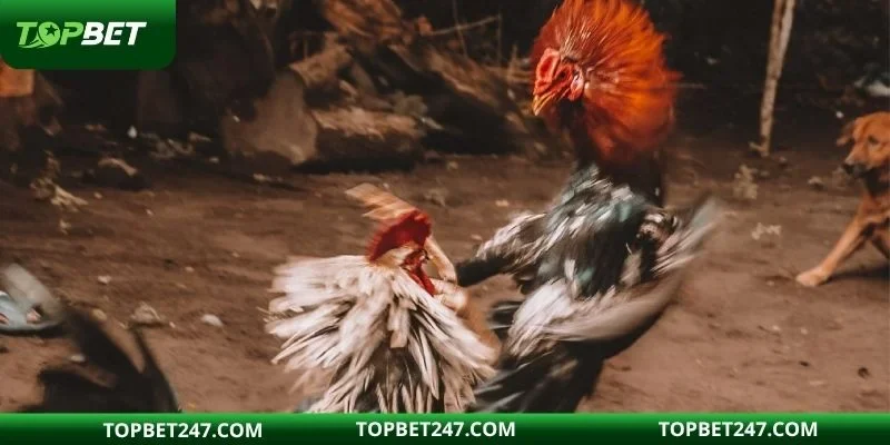 Đá gà online là lựa chọn yêu thích của nhiều hội viên