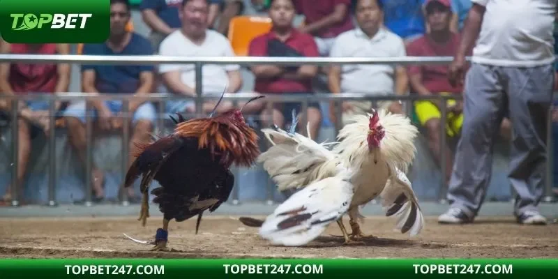 DAGA88 là nhà cái đẳng cấp được hội viên tham gia nhiều