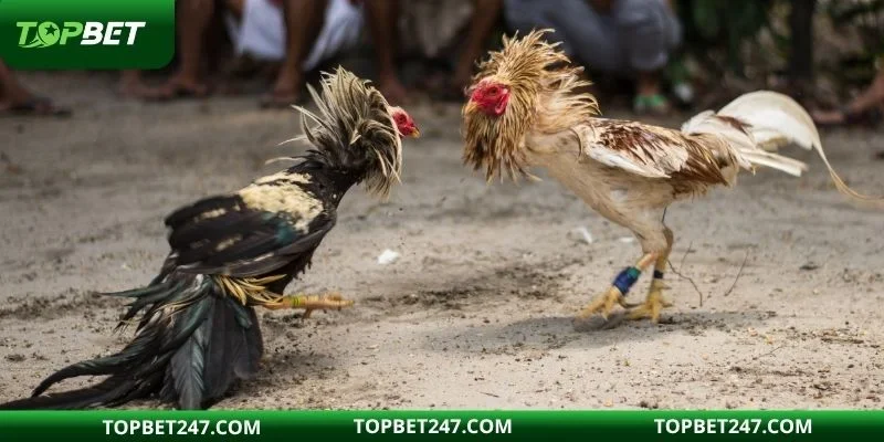 Kinh nghiệm chơi đá gà đỉnh cao từ các cao thủ