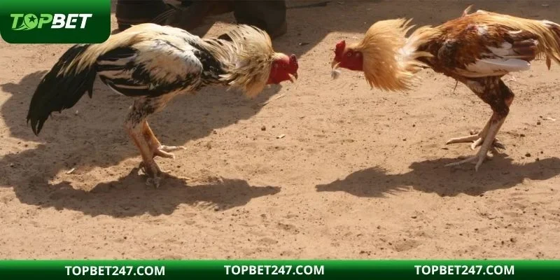 Lưu ý cơ bản cần hội viên chú ý để tự tin trải nghiệm