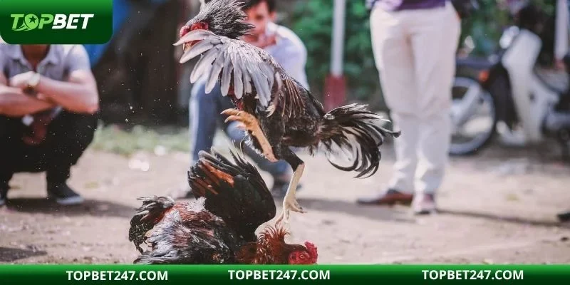 Mẹo hay chinh phục đá gà được cao thủ chia sẻ