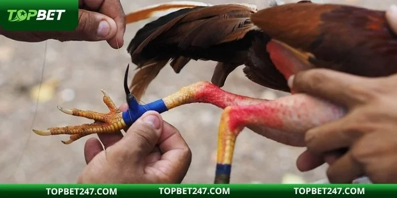 Thời gian thi đấu cụ thể của từng trận được quy định rõ