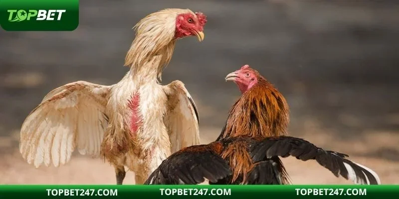 Thời gian tổ chức thi đấu của hình thức chọi gà C1