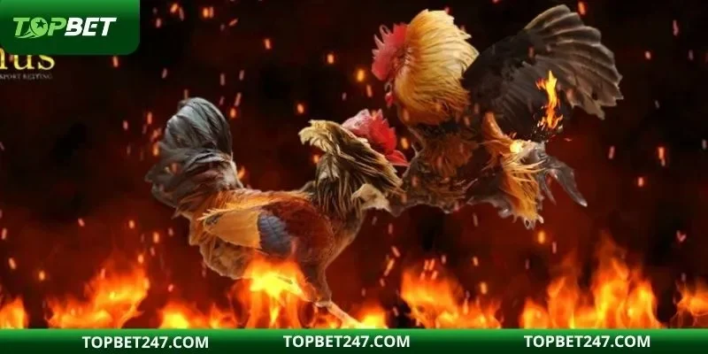 Tìm hiểu nguồn gốc về cửa cược đỏ trong đá gà