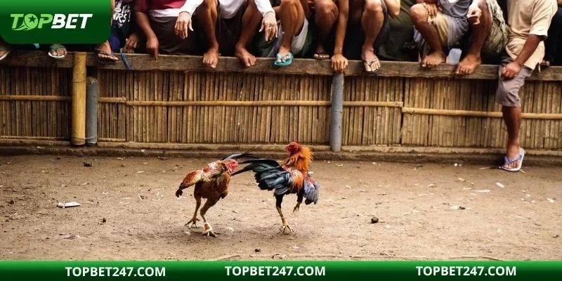 Trải nghiệm đá gà cựa dao siêu hấp dẫn tại nhà cái